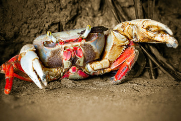 A fiddler crab scuttles through the muddy mangrove roots, while a lobster lurks in the shadows of the tangled branches.