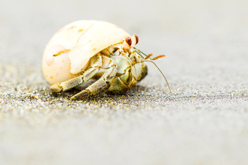 White hermit crab captivatingly gazes into the camera,showcasing its unique beauty,set against a vibrant green backdrop.