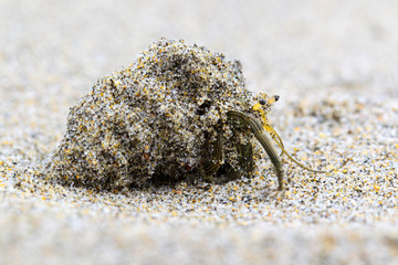 Discover the incredible world of a tiny sand dwelling mollusk crab,expertly camouflaged and patiently awaiting its unsuspecting prey.