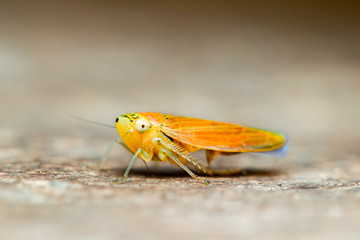 Discover the captivating 3mm orange variety of grasshopper,belonging to the suborder Caelifera in...