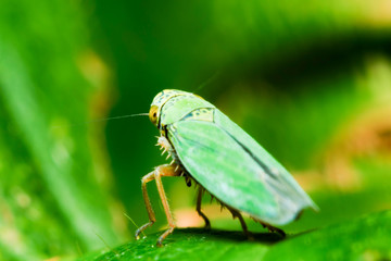The eye of the smallest grasshopper of the suborder Caelifera measuring about 3mm in length captivates with a shallow depth of field revealing intricate details