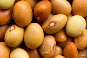 Vigna aconitifolia,commonly known as moth bean or matki,is a highly sought after ingredient in Maharashtra cuisine,where the beans are soaked overnight to promote sprouting.