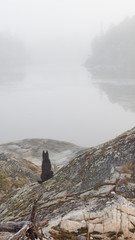 Dog sitting on the shore of a misty lake.
