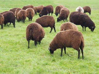 Schafsherde, Ostfriesisches Milchschaf