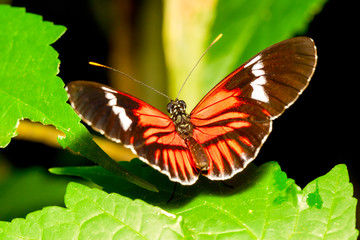 A lively black Heliconius Melpomene butterfly with a striking face, seen in its natural habitat by the Amazon river. Macro shot capturing its beauty.
