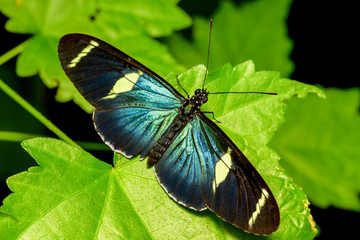 A vibrant butterfly emerges from its cocoon in Ecuador's lush Amazonia, joining a kaleidoscope of colorful butterflies fluttering around.