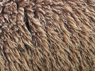 Schafsfell