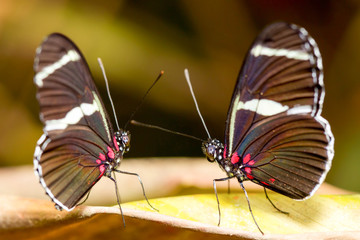 Naklejka premium Two striking black-and-white butterflies with vibrant red spots on their wings perch facing each other on a yellow leaf in the Amazon, a delicate mating pair against a soft blurred background.