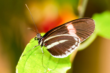 Capture the exquisite beauty of the Postman Butterfly with a stunning macro shot.