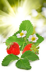 strawberry on sunlight background closeup