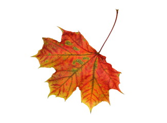 Colorful vibrant maple leaf isolated on white