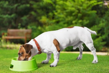 Fototapeta premium Dog.