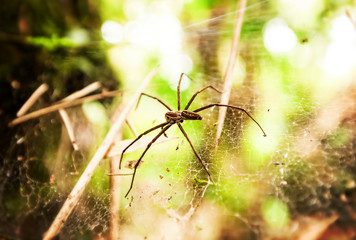 Discover the awe inspiring presence of a gigantic spider in the vast and enchanting Amazonian rainforest,a sight that will leave you in awe.