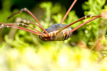 Opiliones,formerly known as Phalangida,are a widely recognized order of arachnids referred to as harvestmen,offering valuable insights into their characteristics and behavior.
