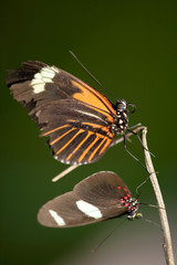 Fototapeta na wymiar Discover the breathtaking beauty of a pair of butterflies in the lush and vibrant Ecuadorian rainforest.