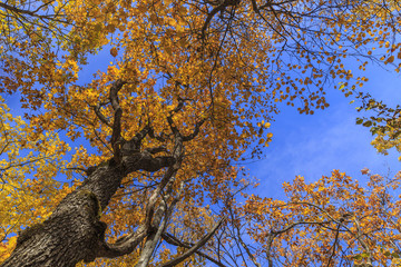 Autumn leaves against the blue sky