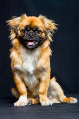 Pekingese Dog Portrait
