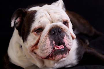 Funny Bulldog Face