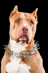 Staffordshire Terrier Or American Pit Bull
