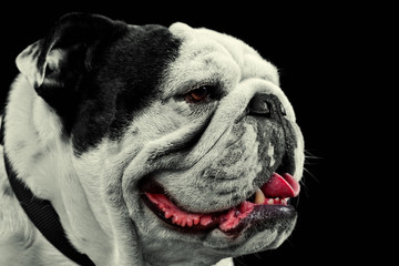 Bulldog Mug Shot