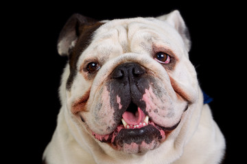 Fototapeta premium Bulldog Mug Shot