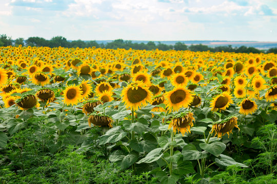 View of a sunflower field