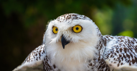 Fototapeta premium Detail of Head of Snowy Owl with Yellow Eyes - Bubo Scandiacus with Blurred Dark Green Background Ready to Fly