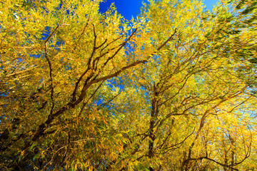 Obraz premium Landscape of Fall Colors.