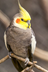 A colorful cockatiel and budgie, both pet birds, perch together with an Ecuadorian parrot in a vibrant scene of avian beauty.