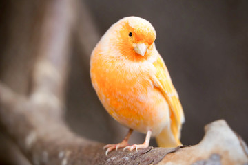 A vibrant orange Ecuadorian canary, a cheerful and melodious songbird, makes for a delightful pet with its playful and sociable nature.