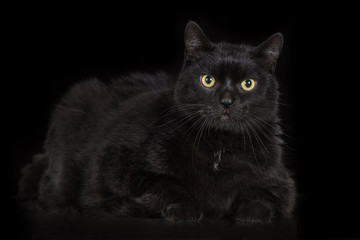 Fototapeta na wymiar black cat on black background
