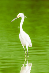 Great White Egret