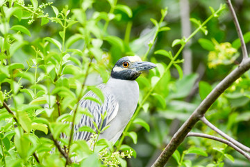 Yellow Crowned Heron
