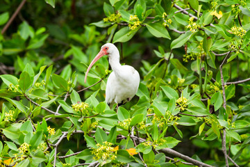 American White Ibis
