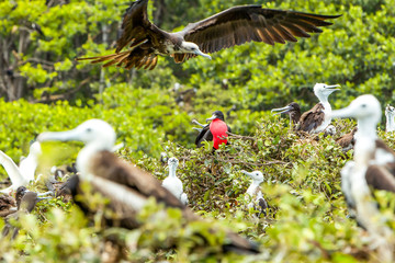 The frigate bird family showcases a dominant male asserting his authority,creating a captivating...