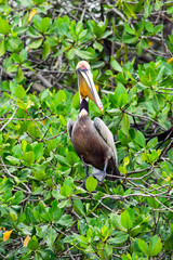 Brown Pelican Bird