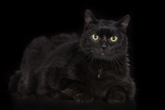 black cat on black background