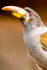 Grey Breasted Mountain Toucan