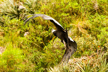 Andean Condor Flying