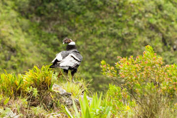 Male Condor Bird