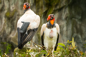 King And Queen Vultures Birds