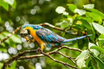 Ara Macaw Parrot In Ecuadorian Amazonia