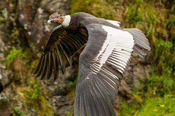 A majestic Andean condor, known as Vultur gryphus, soars through the sky in Ecuador with its...