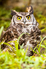 Common Owl Bird Siting On The Ground