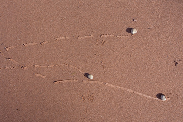 Fototapeta na wymiar three racing snails on red sand; Prince Edward Island, Canada