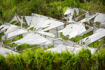 Discover the impact of storms on plastic greenhouses and learn how to protect your crops with our...
