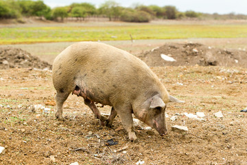 Adult Free Range Sow Digging In The Dirt