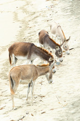 Donkey Heard On The Beach