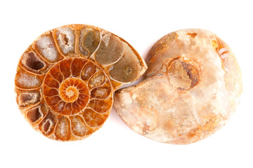 Pleistocene Seashell Isolated On White