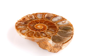Discover the fascinating world of ancient Pleistocene seashells,meticulously divided for in depth...